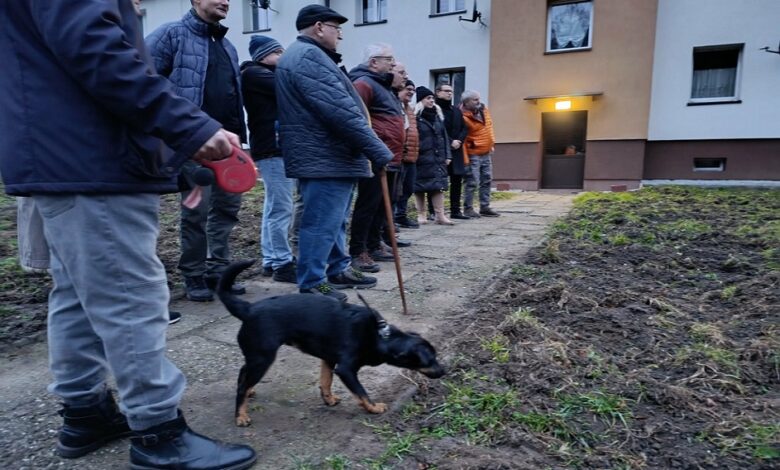 dziki wodzisław śląski