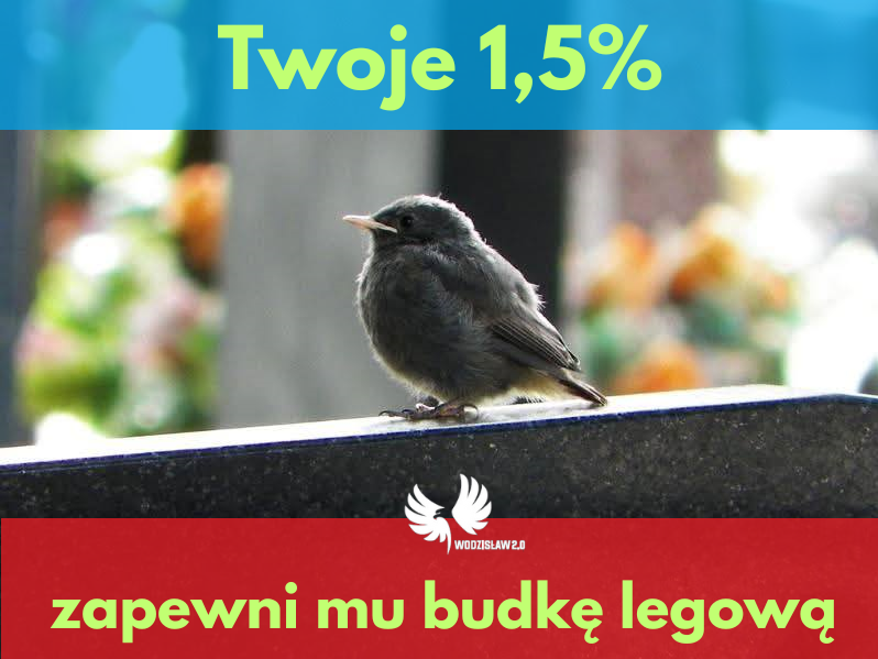 1.5 procenta wodzislaw slaski budki legowe