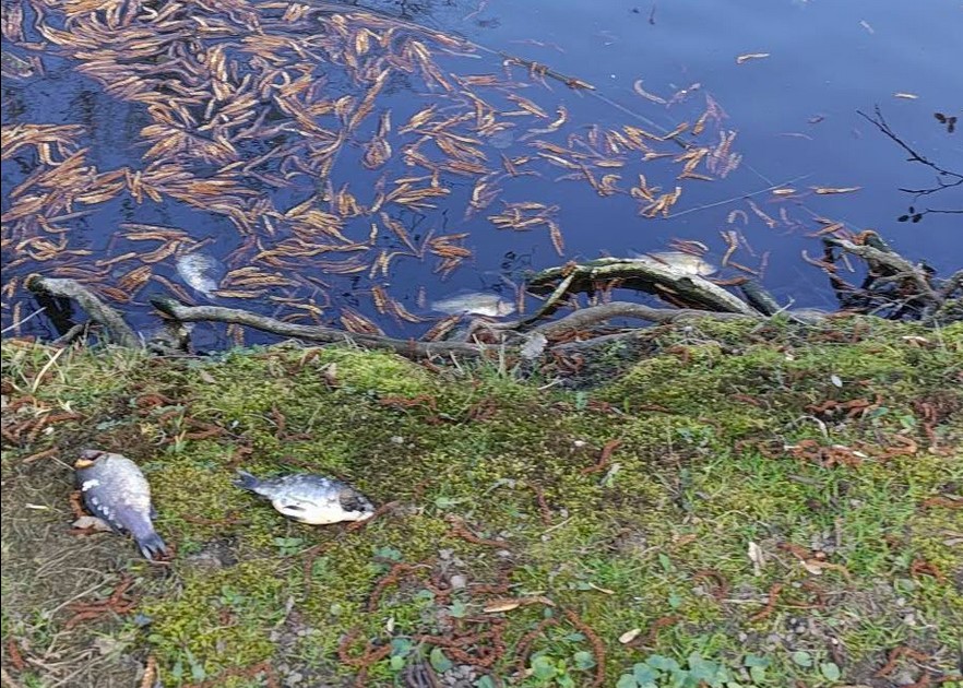 sniete ryby w stawie wodzisław