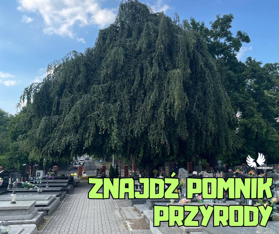 znajdz pomnik przyrody wodzisław śląski